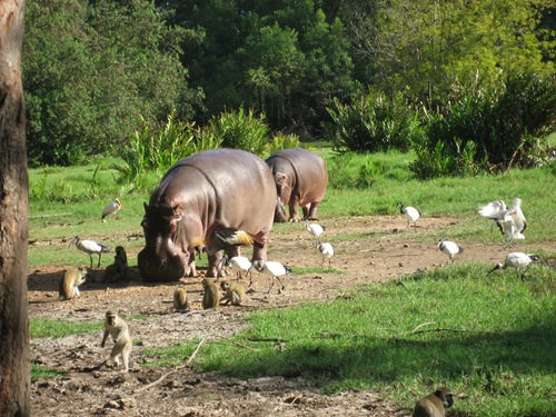 pictures of kenya animals. animals in Kenya: hippos!